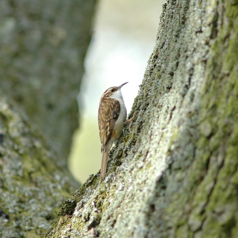 side-profile-of-treecreeper-on-tree-bark