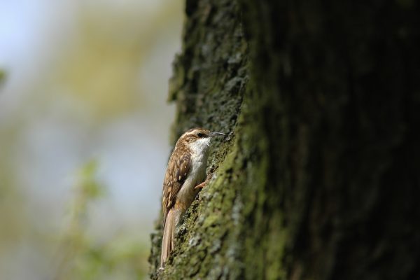 side-profile-of-treecreeper-on-tree-bark