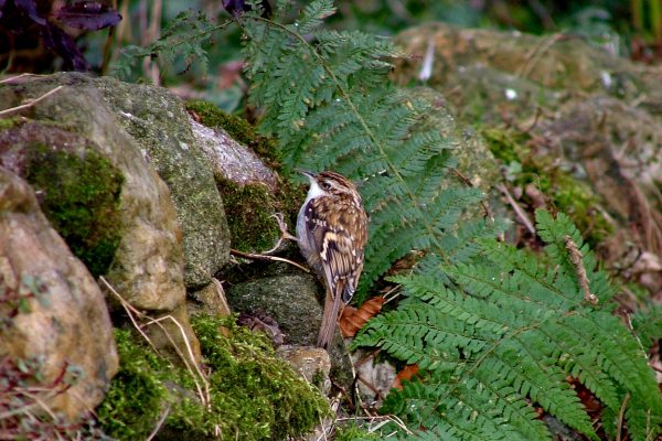 treecreeper-on-mossy-rock