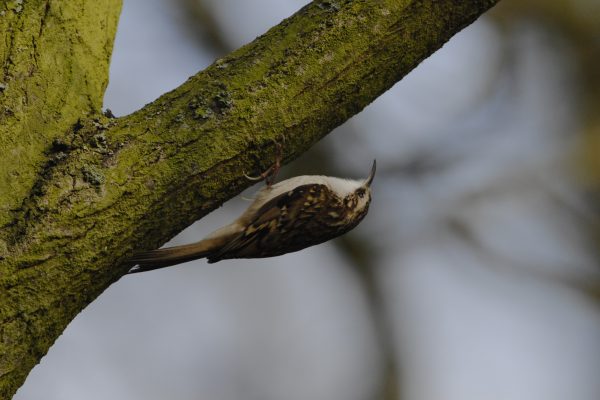 treecreeper-upside-down-on-branch