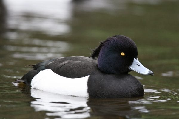 male-tufted-duck-swimming