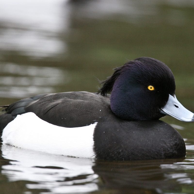 male-tufted-duck-swimming