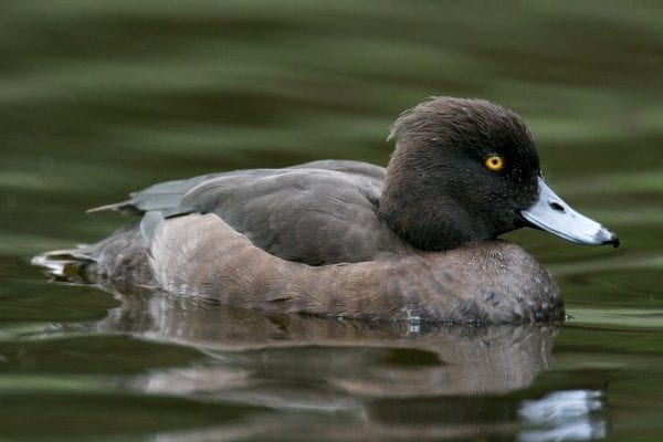 female-tufted-duck-swimming