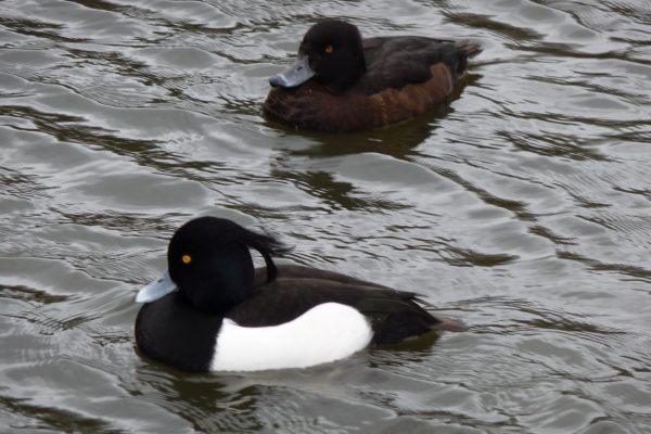 male-and-female-tufted-duck-swimming-side-by-side