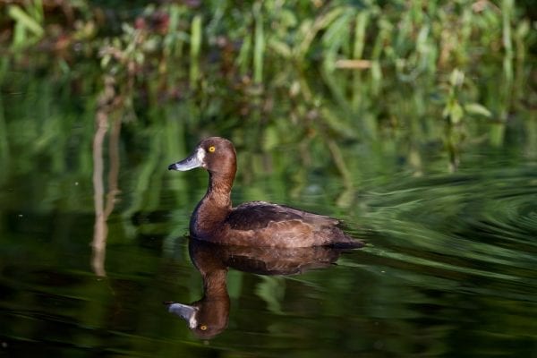 female-tufted-duck-swimming