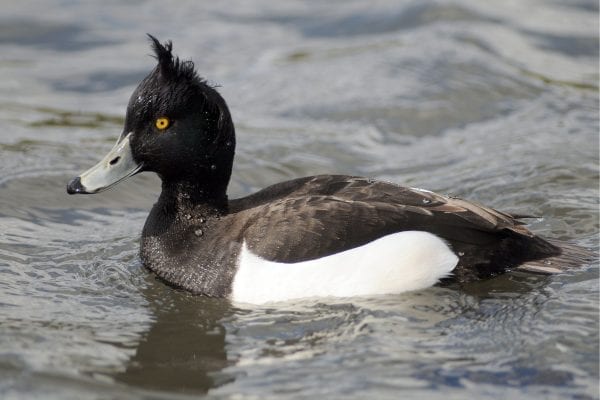 male-tufted-duck-swimming-tuft-prominent
