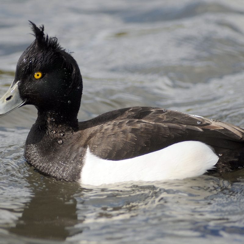 male-tufted-duck-swimming-tuft-prominent