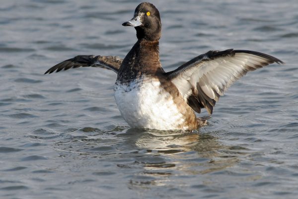 tufted-duck-on-water-stretching-wings