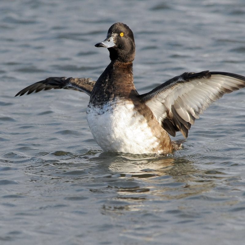 tufted-duck-on-water-stretching-wings