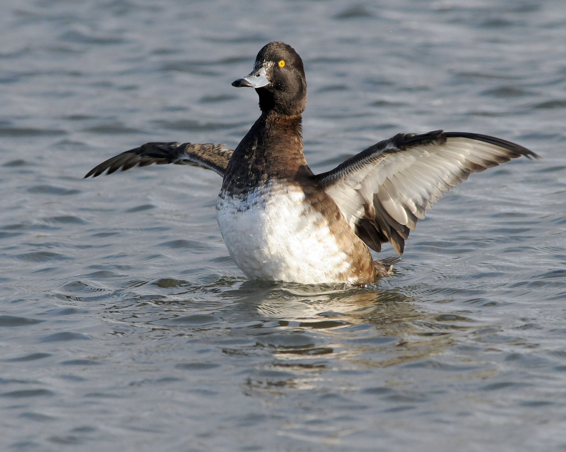 tufted-duck-on-water-stretching-wings