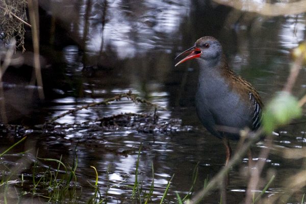 water-rail-wading-through-undergrowth