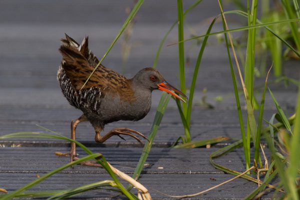 water-rail-walking-across-boardwalk