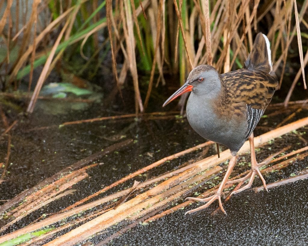 Water Rail BirdWatch Ireland