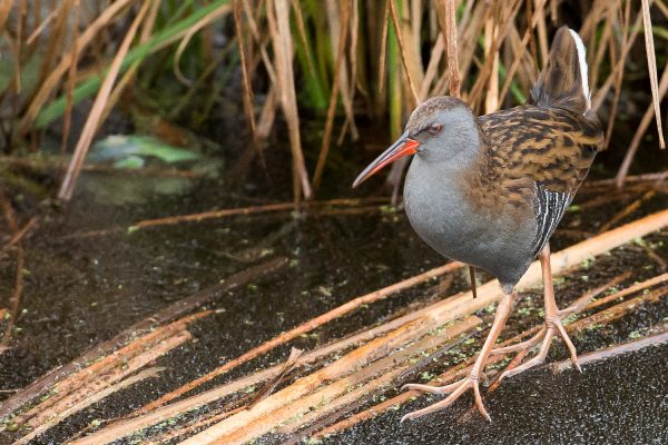 water-rail-walking-on-frozen-pond