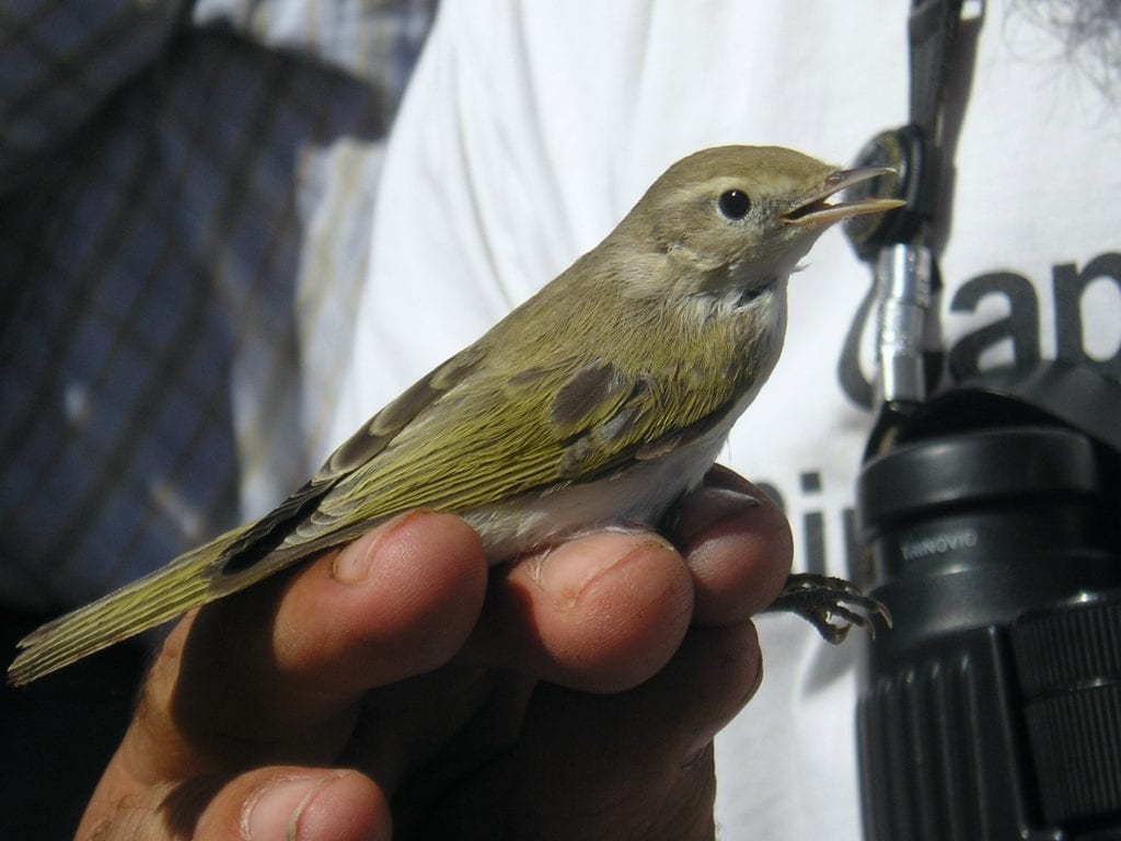 western-bonellis-warbler-being-held