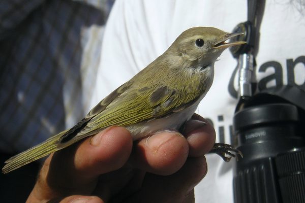 western-bonellis-warbler-being-held