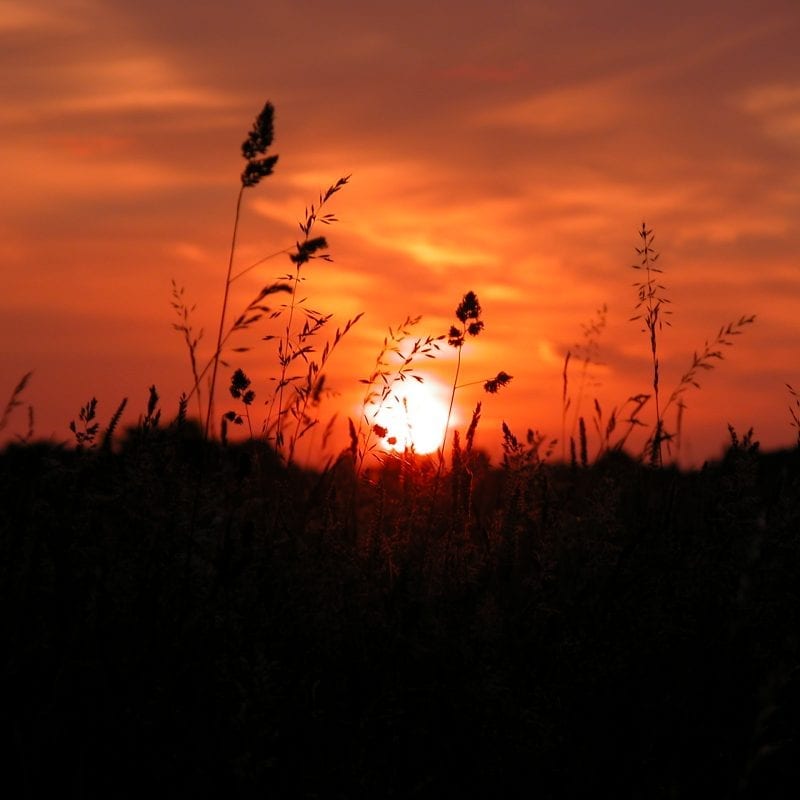 sunset-at-dusk-with-grasses-silhoutted-against-red-sky