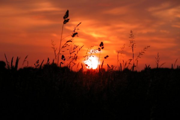 sunset-at-dusk-with-grasses-silhoutted-against-red-sky