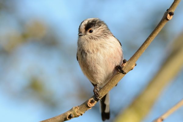 Long-tailed Tit-on-a-branch