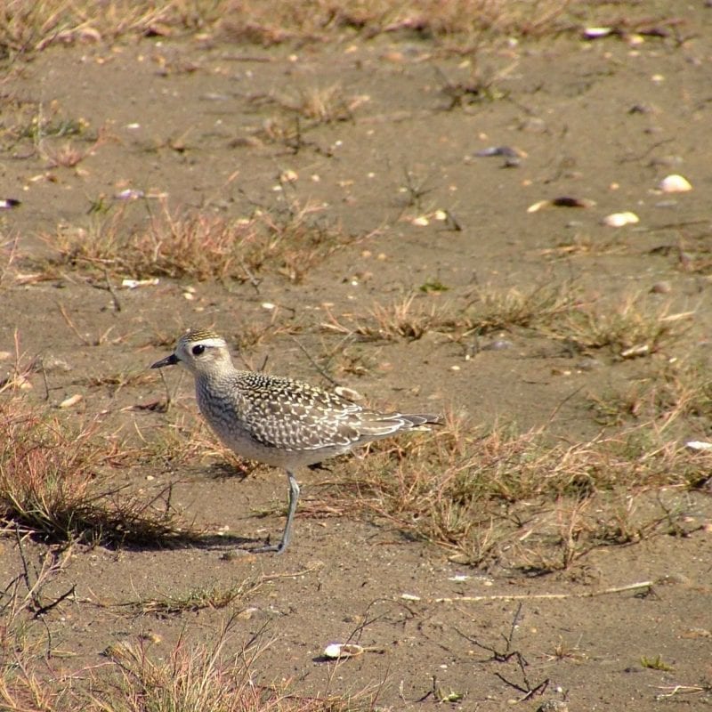 American-golden-plover-juvenile-standing-on-sandy-beach