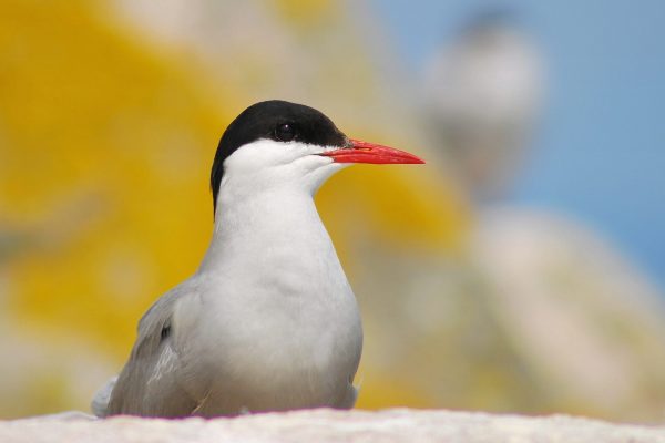 Arctic Tern 2015 - Rockabill - B Burke (1)