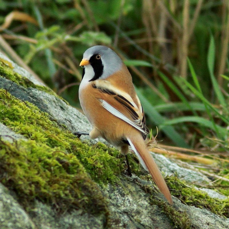 male-bearded-tit-on-mossy-rock