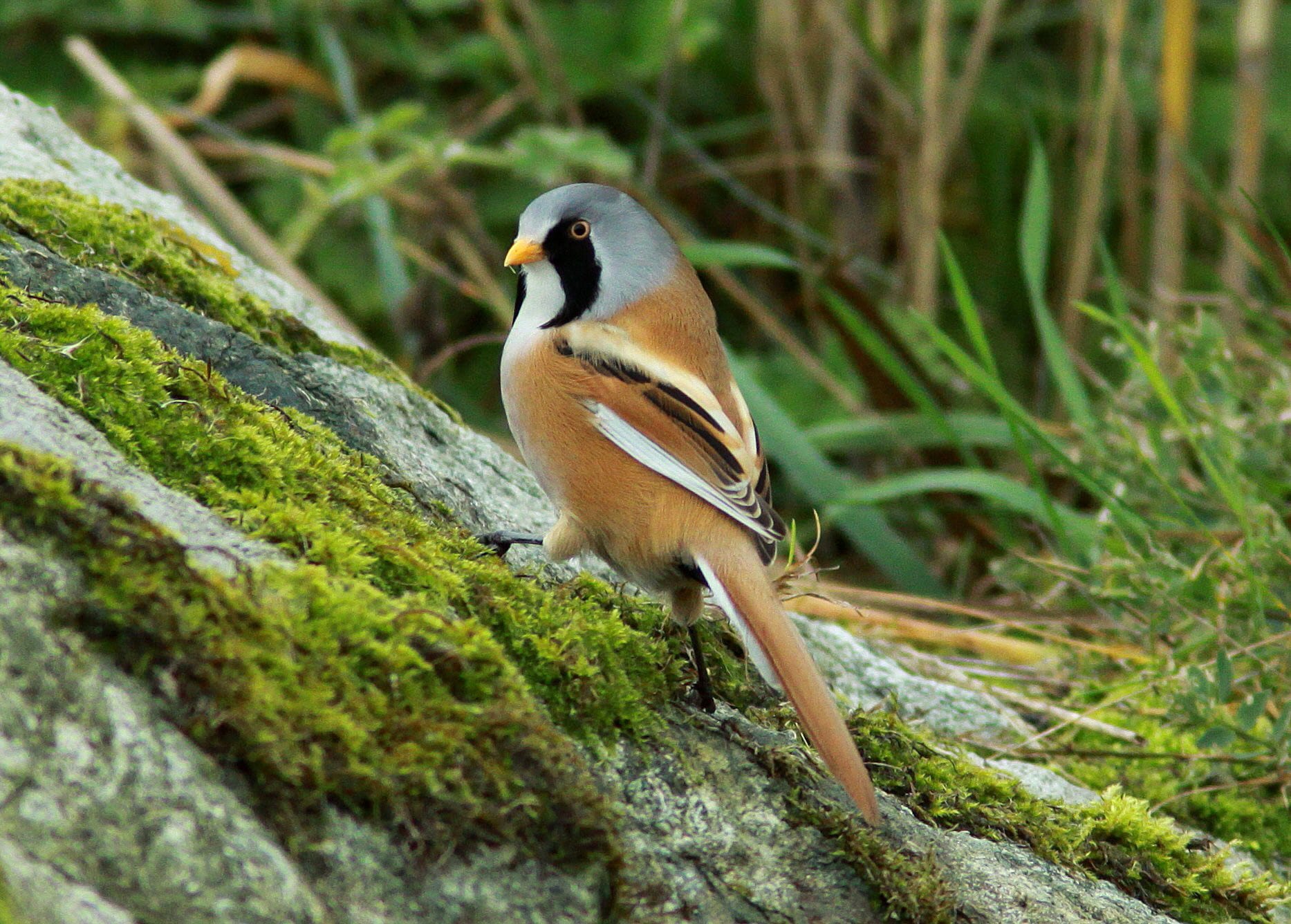 male-bearded-tit-on-mossy-rock