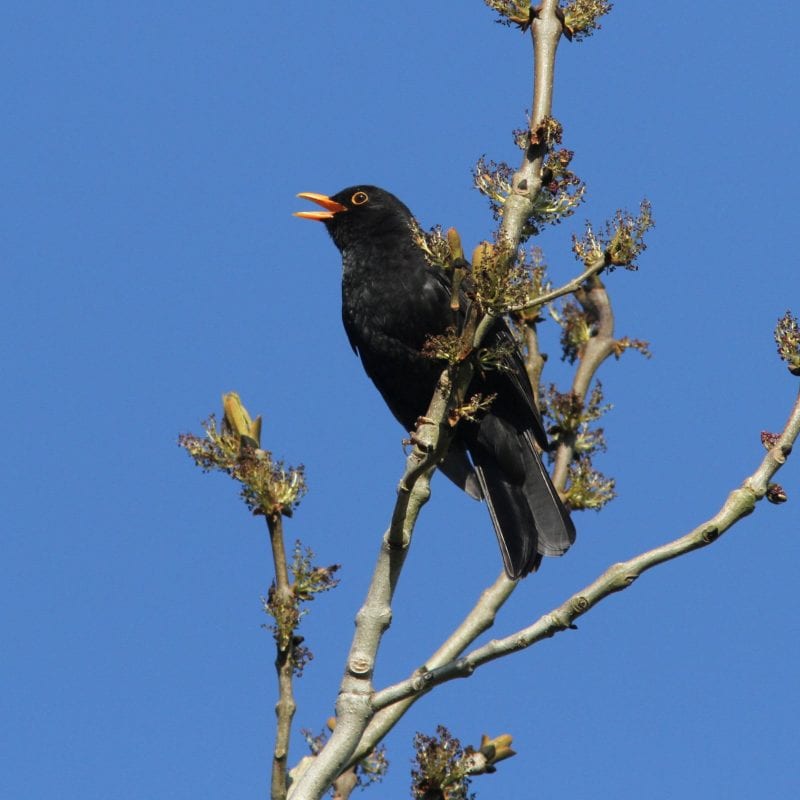 Male-Blackbird-Singing-from-the-top-of-a-tree