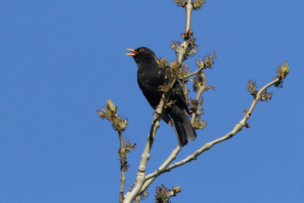 Male-Blackbird-Singing-from-the-top-of-a-tree