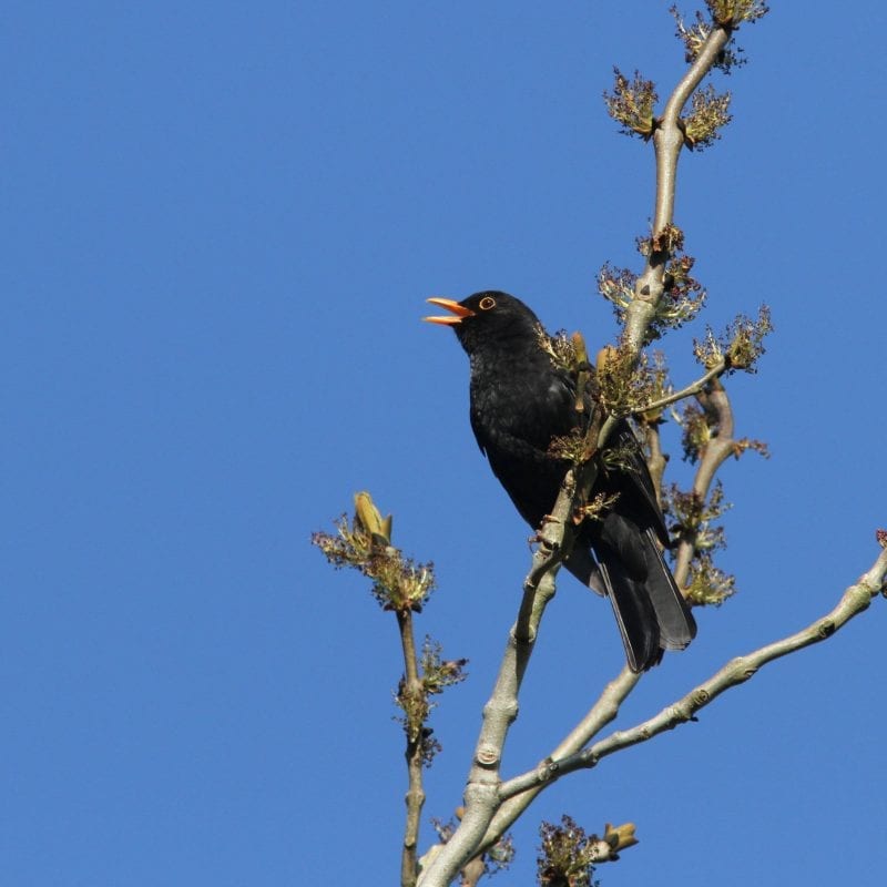 Male-Blackbird-Singing-from-the-top-of-a-tree