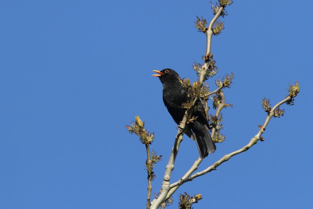 Male-Blackbird-Singing-from-the-top-of-a-tree