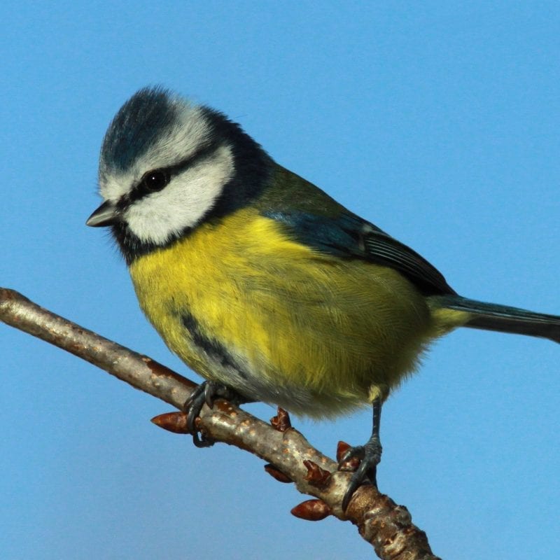 Blue-Tit-on-a-branch