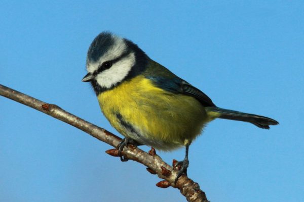 Blue-Tit-on-a-branch