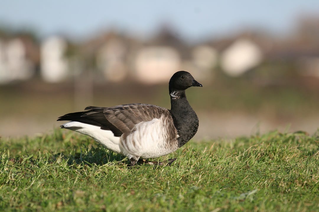 light-bellied-brent-goose-standing-in-grass