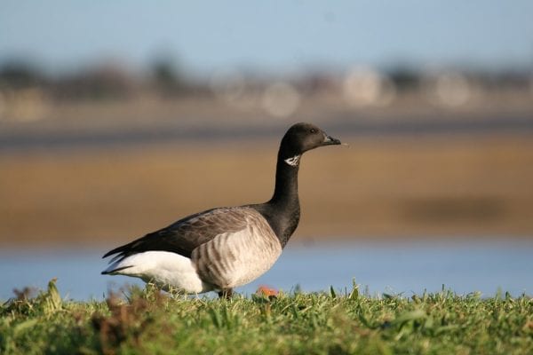 Brent Goose Light bellied BirdWatch Ireland