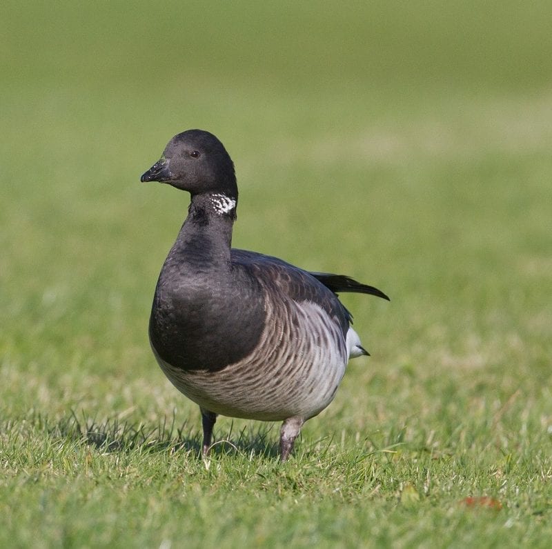 light-bellied-brent-goose-on-grass