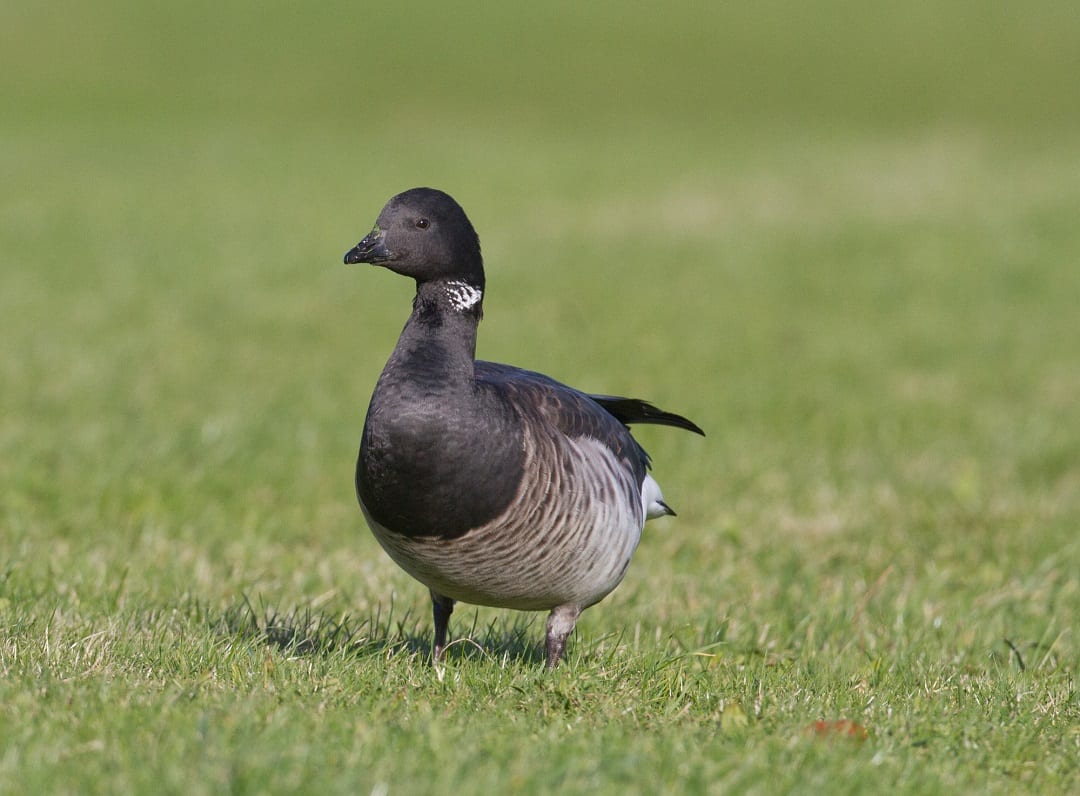 light-bellied-brent-goose-on-grass