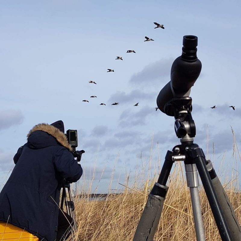 Brent-Geese