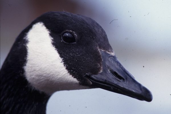 Canada Goose BirdWatch Ireland