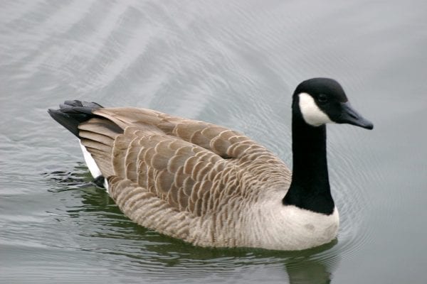 canada-goose-swimming