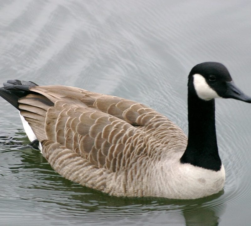 canada-goose-swimming