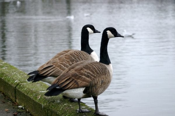 Canada Goose BirdWatch Ireland