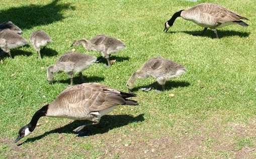 canada-geese-and-goslings-grazing