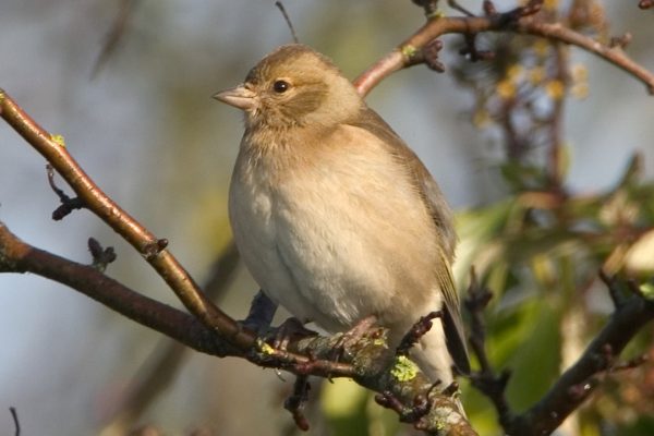 female-chaffinch-perched-on-branch
