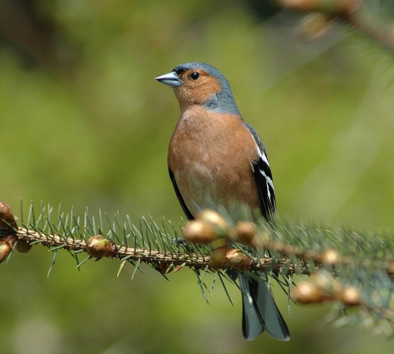 chaffinch-standing-perched-in-conifer