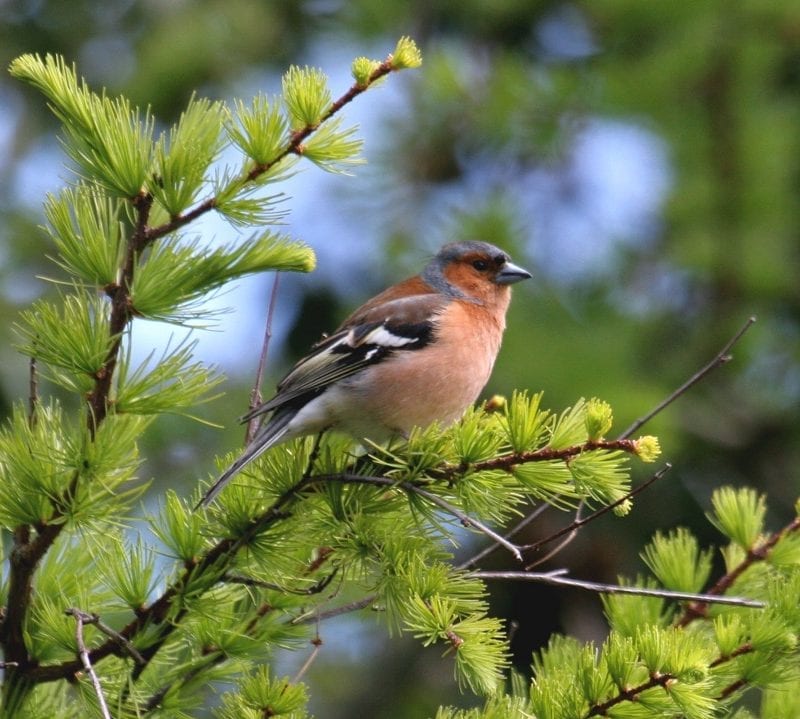 chaffinch-perched-in-cedar