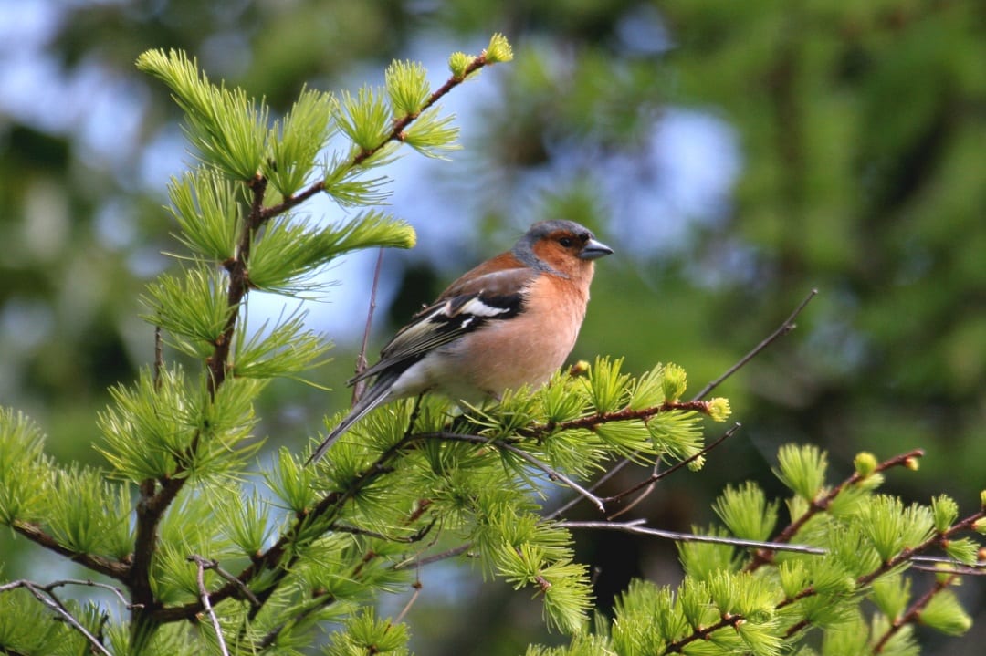 chaffinch-perched-in-cedar