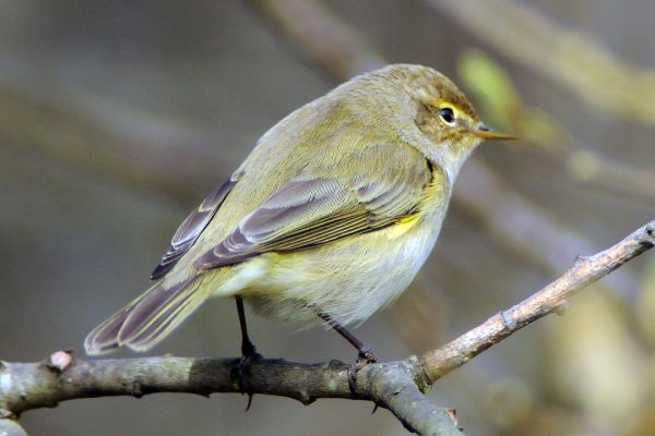 chiffchaff-perched-on-branch