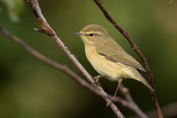 chiffchaff-perched-on-branch