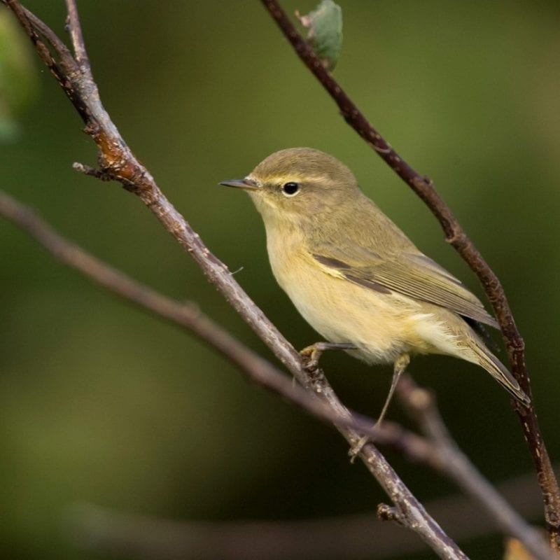 chiffchaff-perched-on-branch